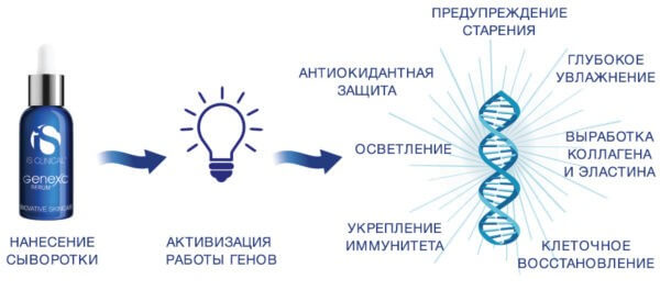GeneXC сыворотка инфографика